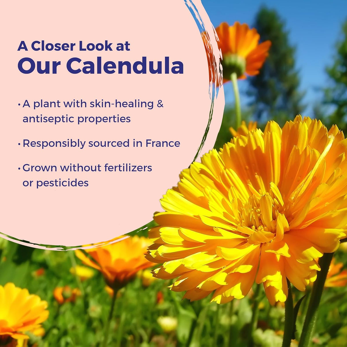 Boiron Calendula Cream for Skin Irritation Relief