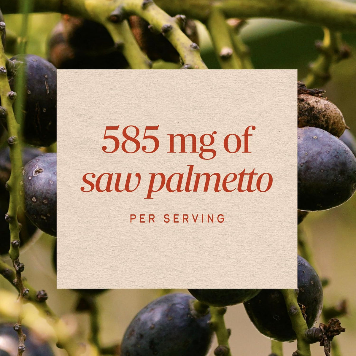 Nature's Way Saw Palmetto Berries, Traditional Prostate Support*, 100 ct