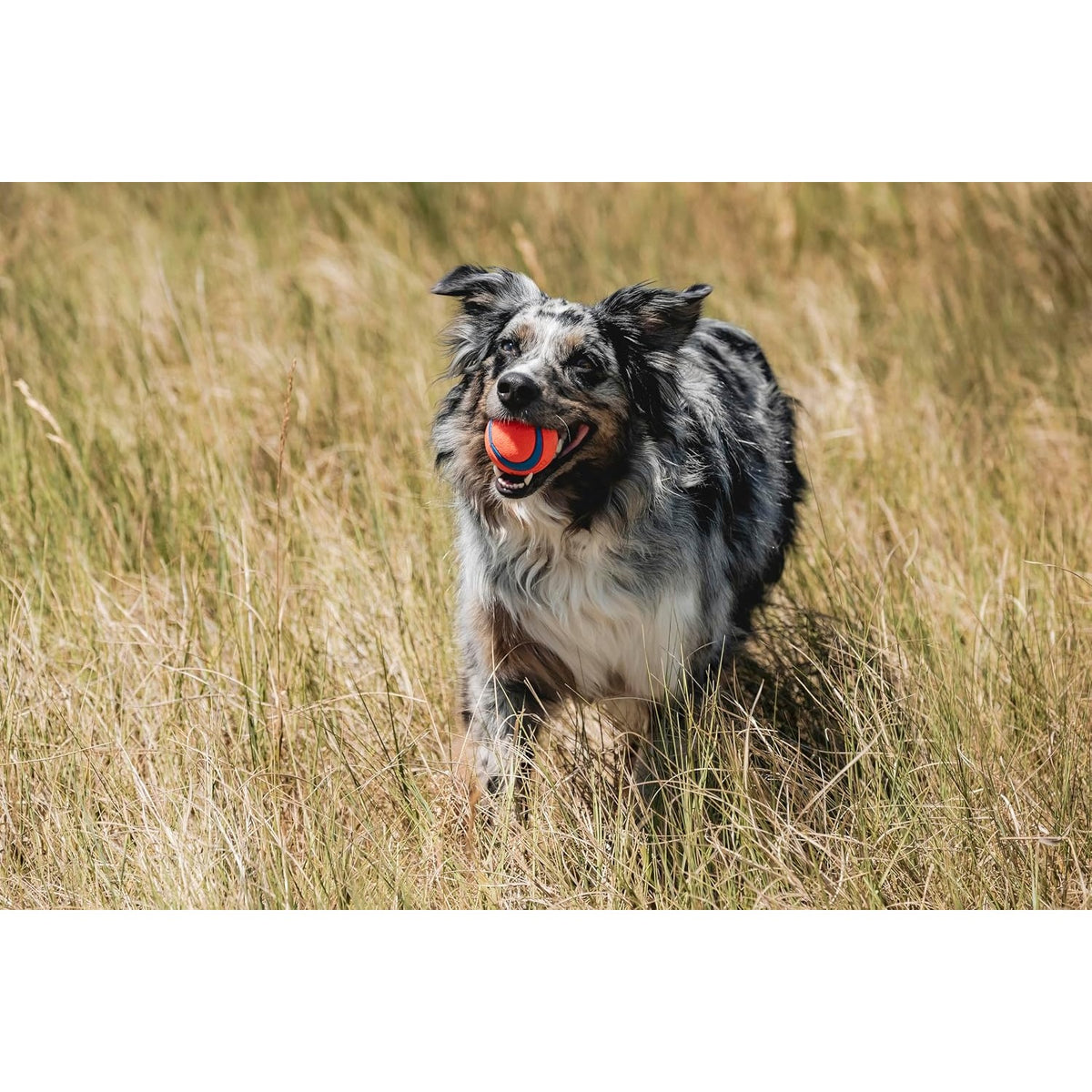 Chuckit! Ultra Ball Rubber Dog Fetch Toy Medium 2.5 in 2-Pack