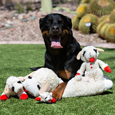 Multipet 10.5" Lamb Chop Interactive Plush Dog Toy