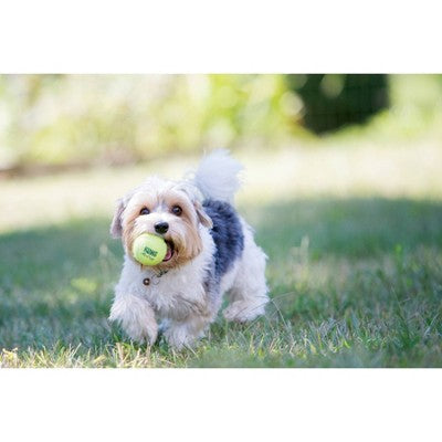KONG SqueakAir Tennis Ball Dog Toy - S - 4ct