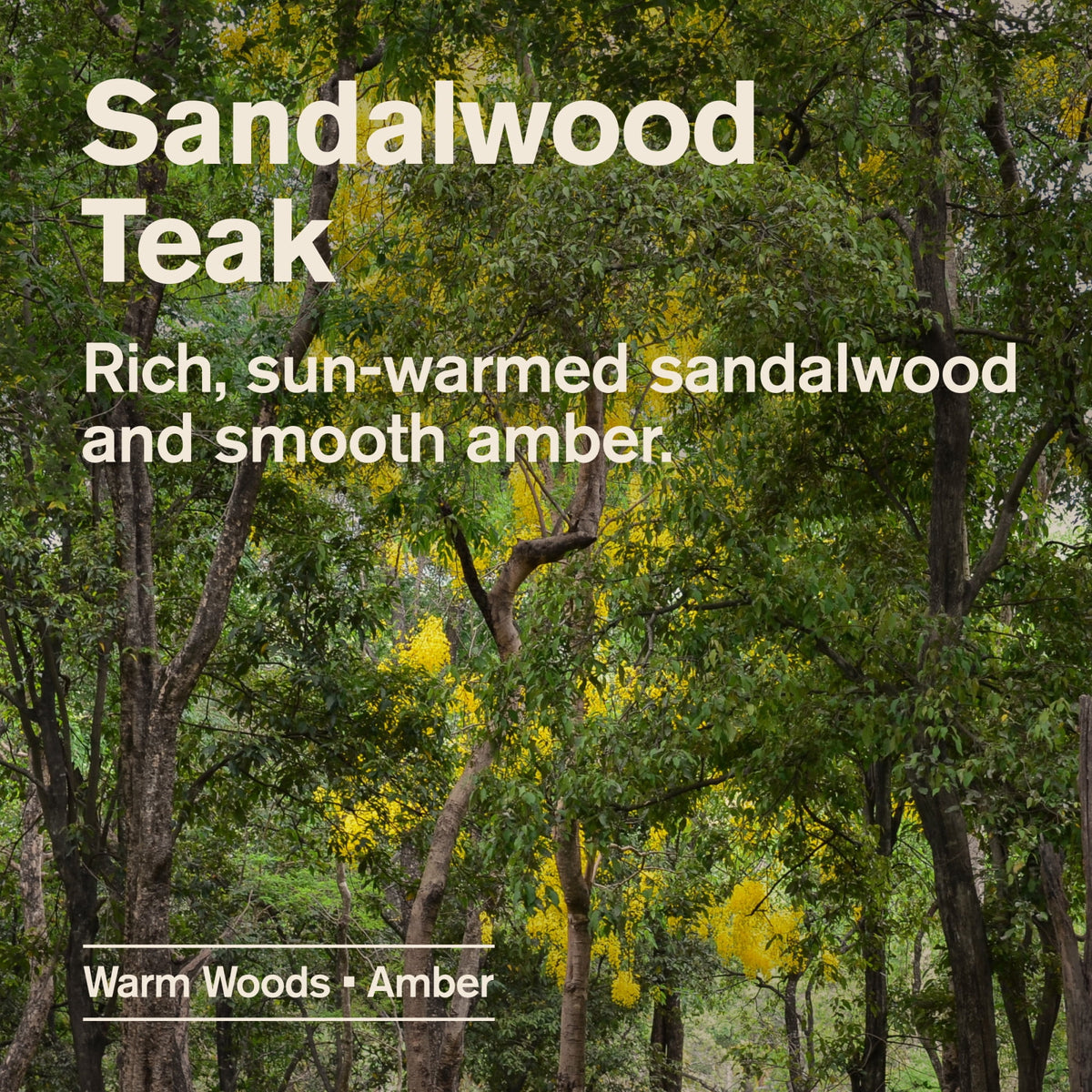 Every Man Jack Sandalwood Teak Daily 2-in-1 Shampoo and Conditioner for Men, Naturally Derived, 13.5 oz