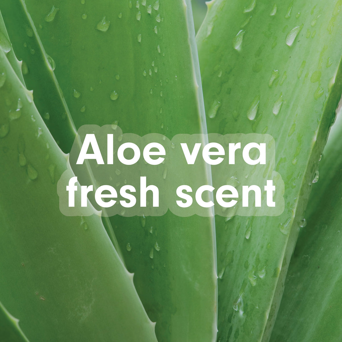 Softsoap Soothing Clean Liquid Hand Soap, Aloe Vera Fresh Scent, 50 fl oz