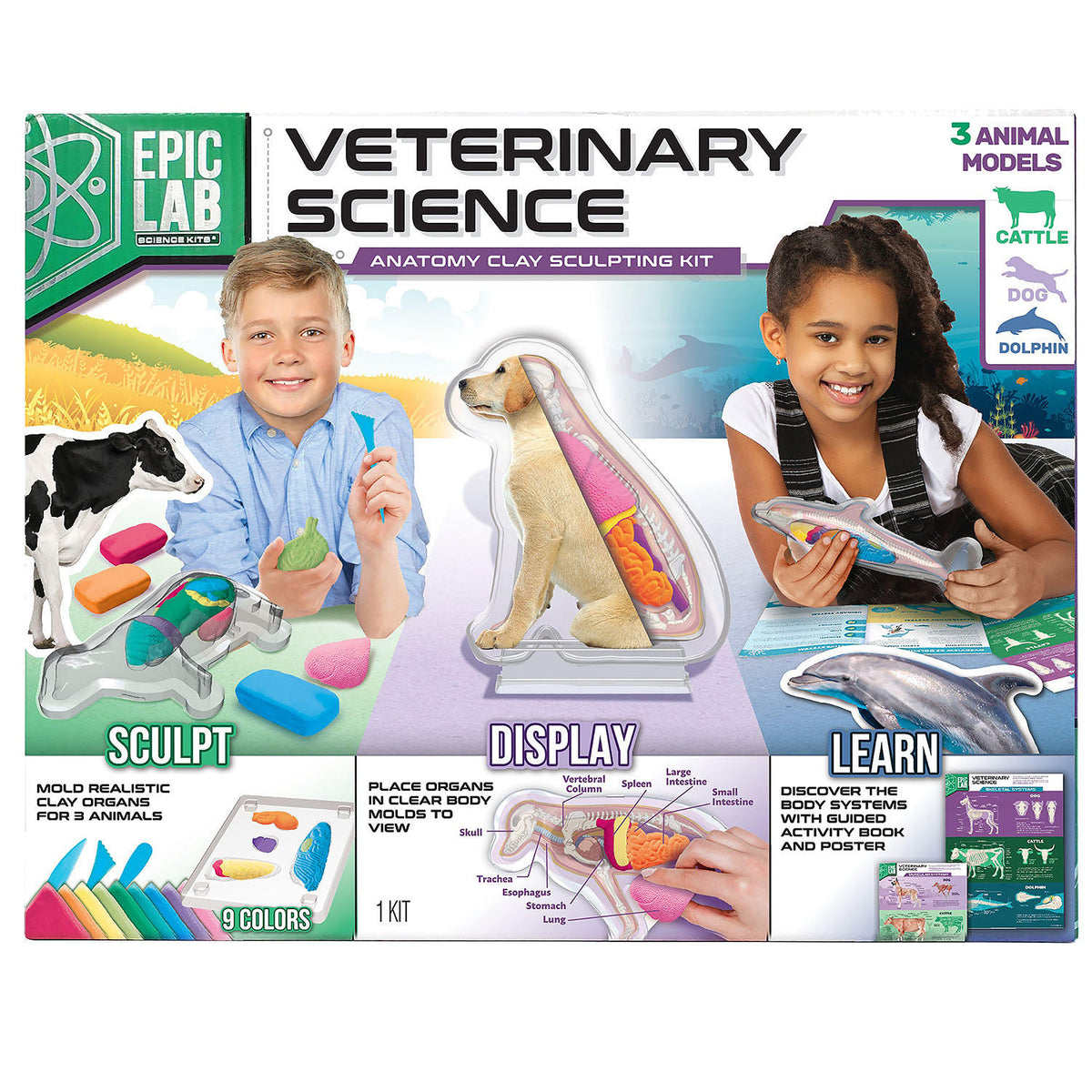 ArtSkills Veterinary Science Animal Anatomy STEM, 1 ea
