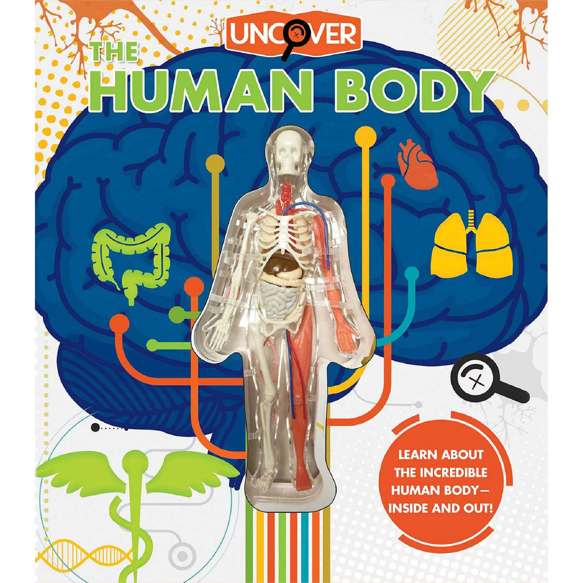 Uncover the Human Body, 1 ea